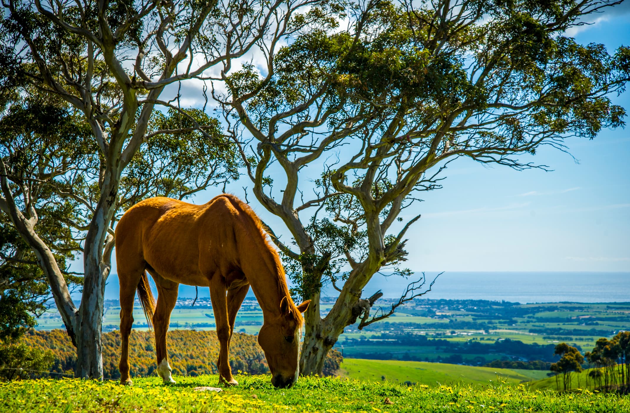 Expert Horse Breeding Consultancy